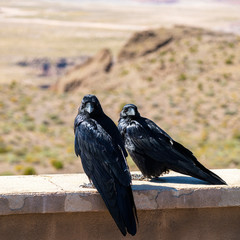 Desert Ravens