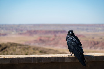 Desert Raven