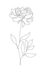 Beautiful peony flower. Line art concept design. Continuous line drawing. Stylized flower symbol. Vector illustration.