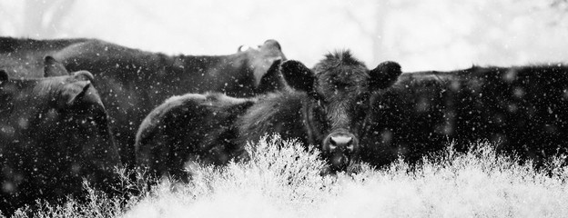 Black Angus calves in snow close up. - obrazy, fototapety, plakaty