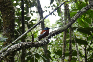 Superb starling, Madagascar