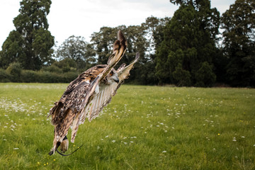 owl in flight