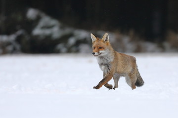 Obraz premium Red fox (Vulpes vulpes) in winter. Wildlife scene from Europe. Orange fur coat animal hunting in nature habitat. Fox walking in snow on meadow. Habitat Europe, Asia, North America.