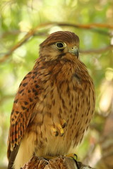 Portrait of European kestrel (Falco tinnunculus) on green blurred background. Also known as Old World kestrel. Female of bird of prey. Habitat Europe, Africa, Asia.