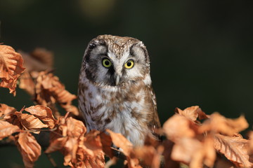 Boreal owl (Aegolius funereus) perched on beech branch in colorful forest. Typical small owl with big yellow eyes covered by orange leaves. Known as Tengmalm's owl. Habitat Europe, Asia, N. America.