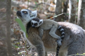 Ring-tailed lemur with baby, Madagascar