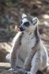 Naklejka na ściany i meble Lemur, Madgascar