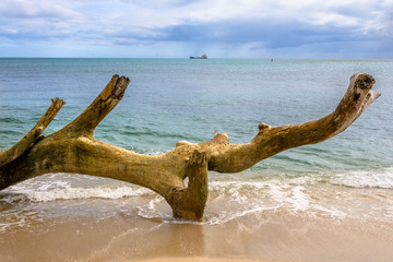 driftwood on the beach