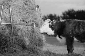 Hereford cow eating hay on farm from round bale in black and white.