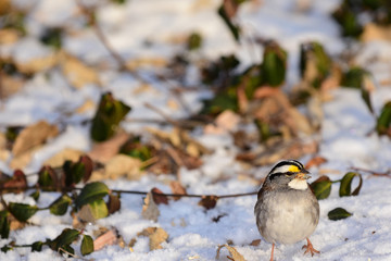 Zonotrichia albicollis