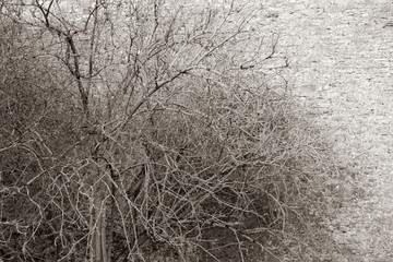 tree against gray wall