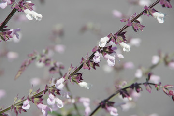 Close-up sectional macro view of fresh springtime blossoms of white Mexican sage plants