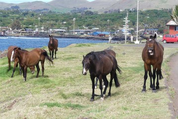 Wild horses, Easter Island, Chile