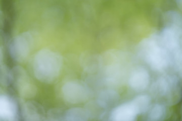 Abstract green nature bokeh background.