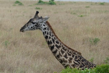 Naklejka na ściany i meble Rothschild giraffe, Maasai Mara, Kenya