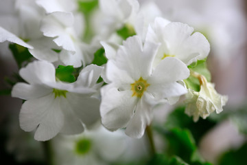 Fototapeta na wymiar Blütenstand einer Primel (Primula) Hybride Sweet Kiss