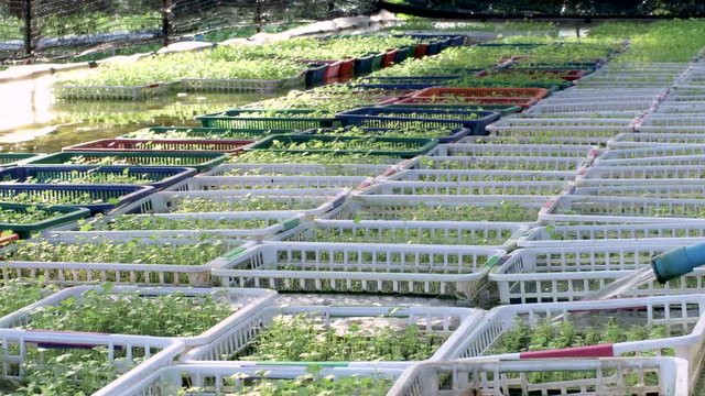 4k cultivation basket on watering table, hydroponic growing, vegetable farming concept, water pumper, water blue pipe, growing celery, plant watering system, farm management, camera pan right