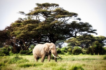 Elephants in Amboseli Nationalpark, Kenya, Africa .