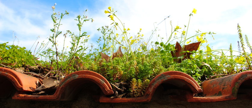 diverse plants on the roof of tiles, nature always wins
