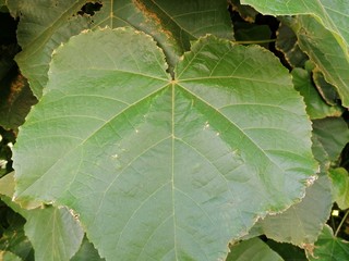 primer plano hoja verde en la naturaleza