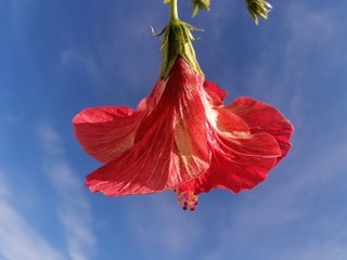 primer plano flor de hibisco color rojo fondo cielo azul
