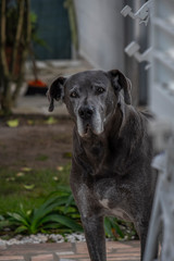 bonito cachorro cinza dogue alemão great danne a espreitar