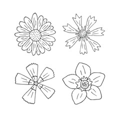 Vector set bundle of hand drawn doodle sketch field flowers isolated on white background