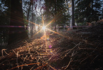 Bonito pôr do sol na floresta