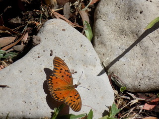 Mariposa - Butterfly 1