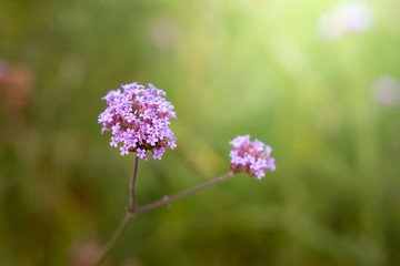 The background image of the colorful flowers