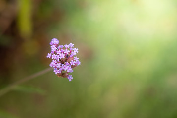 The background image of the colorful flowers