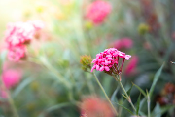 The background image of the colorful flowers