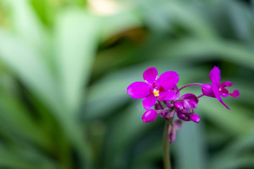 Beautiful blooming orchids in forest
