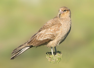 chimango caracara perched on the grass ,  falcon                     