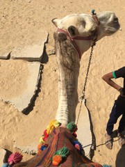 Camel in Egypt