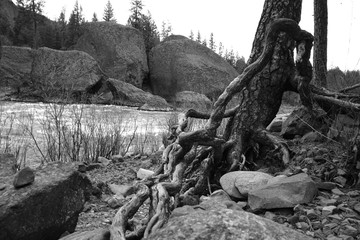 Black and White Riverbank