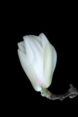 Tokyo,Japan-March 9, 2020: Isolated White magnolia on black background
