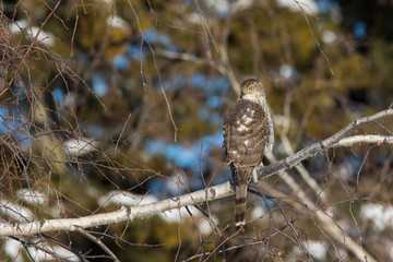 Cooper's hawk (Accipiter cooperii) in winter