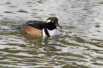 Male hooded merganser