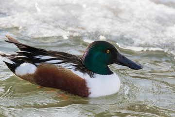 Northern shoveler (Spatula clypeata) drake in spring