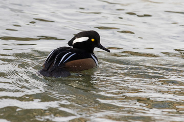 Male hooded merganser