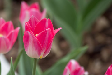 Colorful tulips in Japanese garden