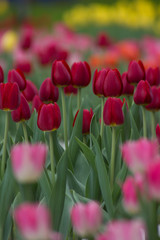 Obraz premium Colorful tulips in Japanese garden
