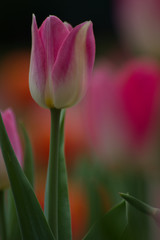 Colorful tulips in Japanese garden