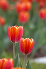 Colorful tulips in Japanese garden