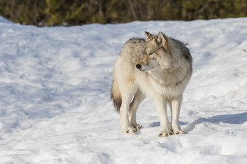 Obraz premium huge male grey wolf in winter