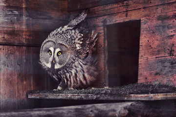 preciosa ave Cárabo Lapón con fondo de madera