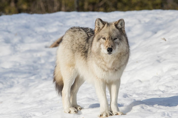 huge male grey wolf in winter