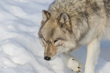 Obraz premium huge male grey wolf in winter