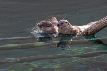 North American river otter (Lontra canadensis) pair in spring